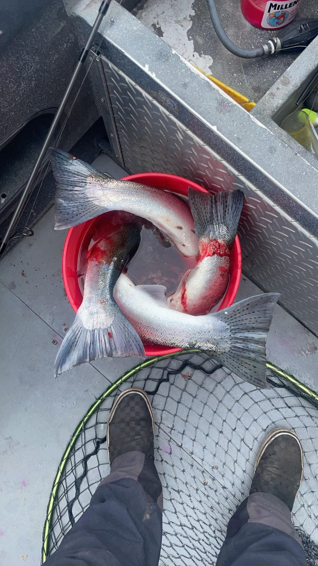 Fresh-caught salmon in a bucket aboard the boat