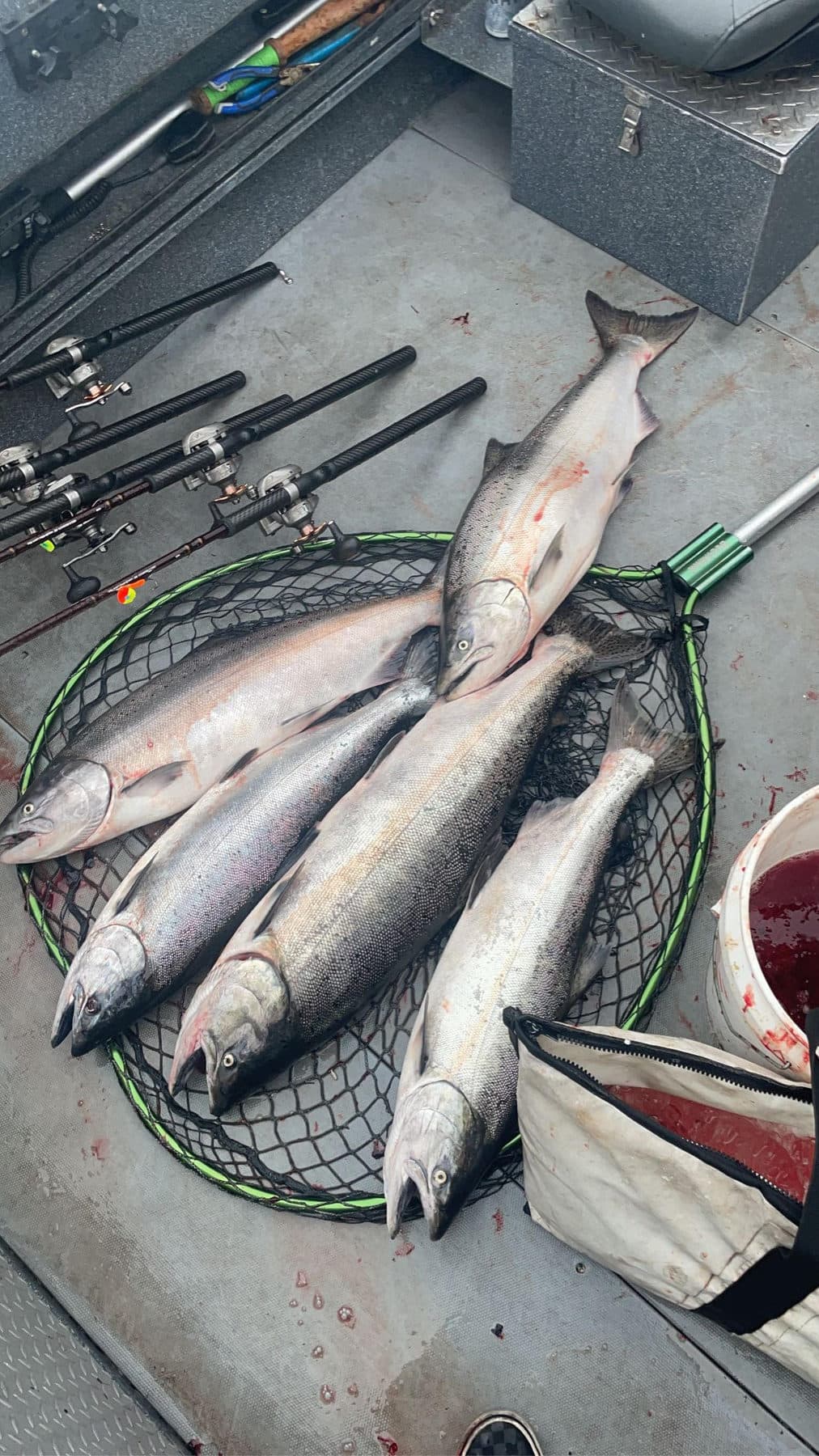 Salmon secured in the landing net