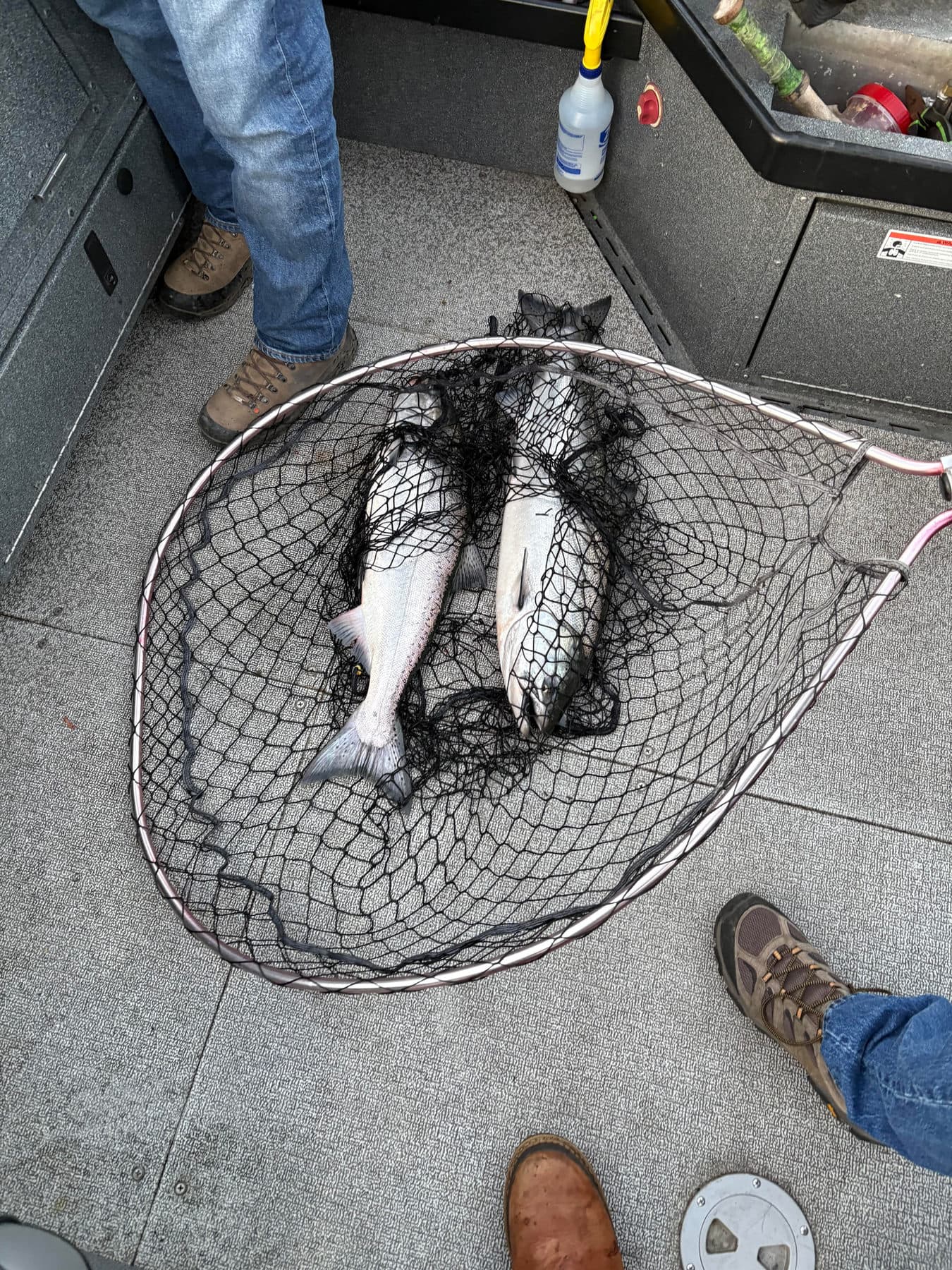 Salmon fresh in the landing net