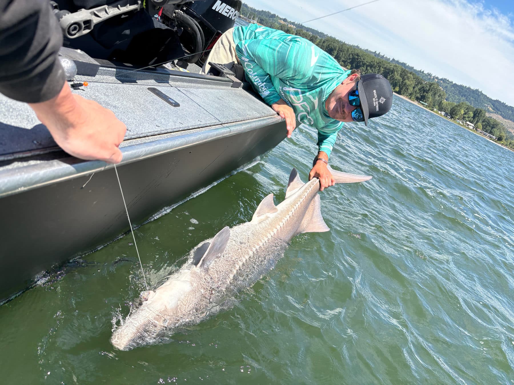 Releasing a Columbia River white sturgeon boat-side