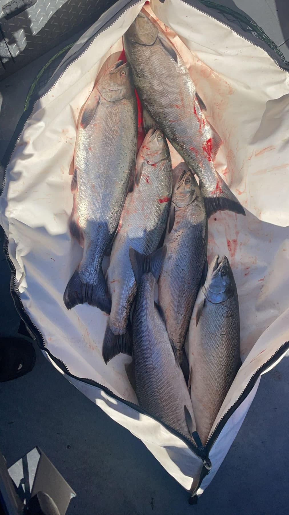 Cooler full of Columbia River salmon